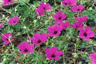 Geranium cinereum ssp subcaulescens